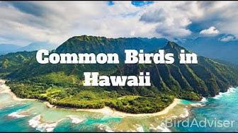 'Video thumbnail for Common Birds in Hawaii'