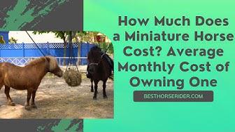 'Video thumbnail for How Much Does a Miniature Horse Cost? Average Monthly Cost of Owning One'