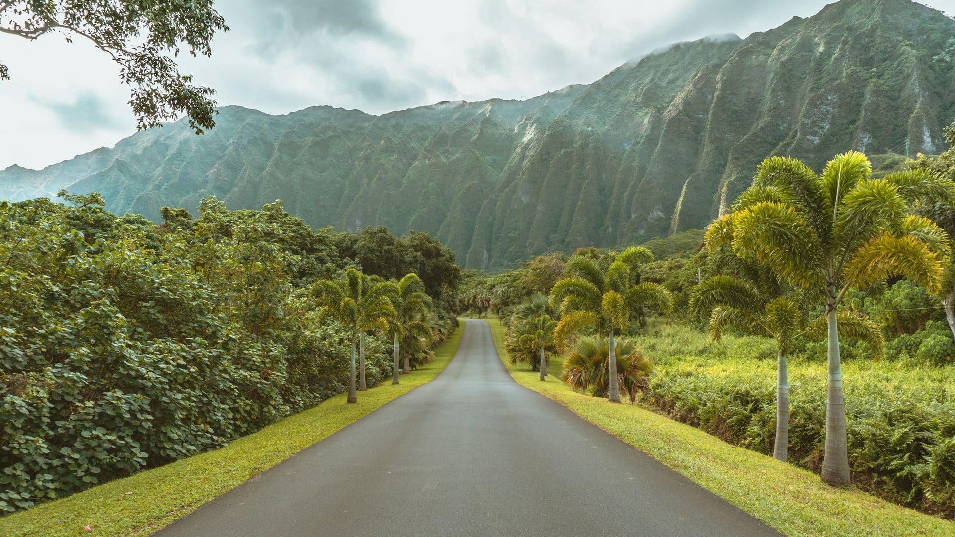 A palm-lined road running toward the green cliffs of the Koʻolau range on Oʻahu