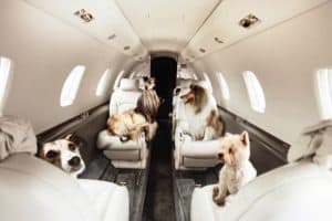 Flight Prep - Best Guide To Bringing Pets To Hawaii Step 9