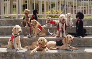 service dogs rabies vaccination