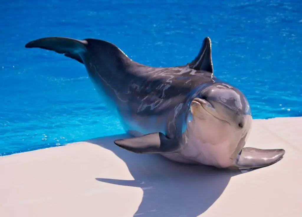 Bottle-nosed dolphins