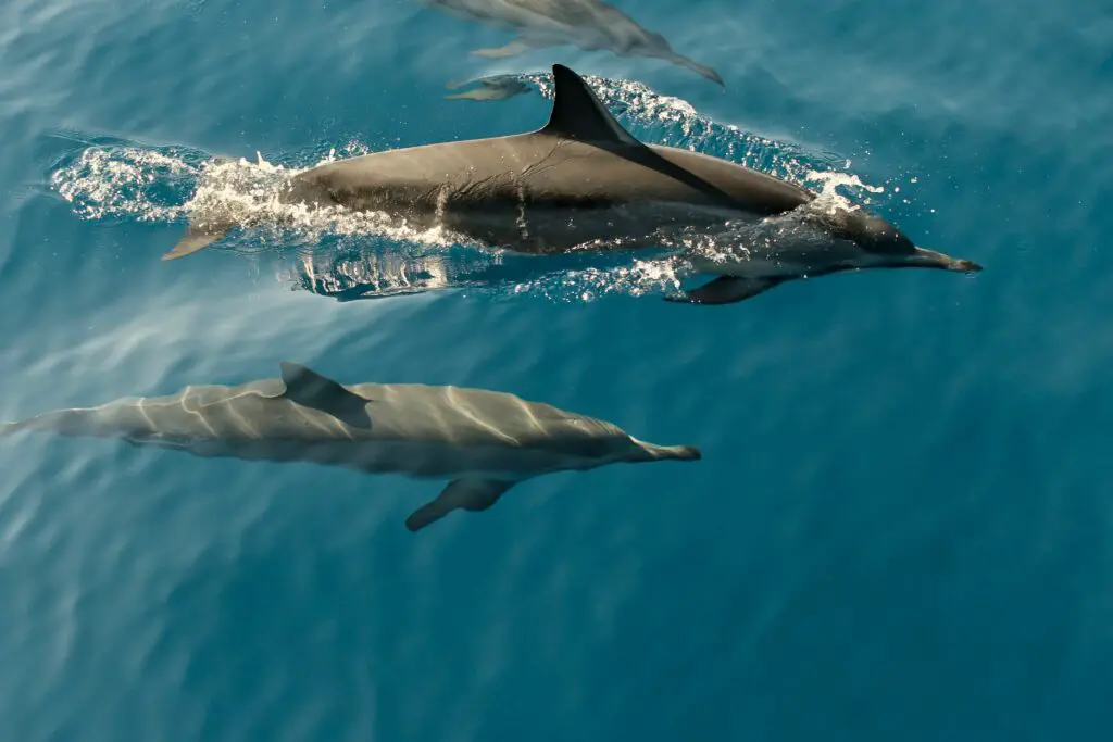 Swim with dolphins in the ocean