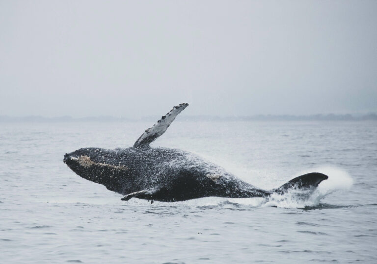 whale watching in hawaii