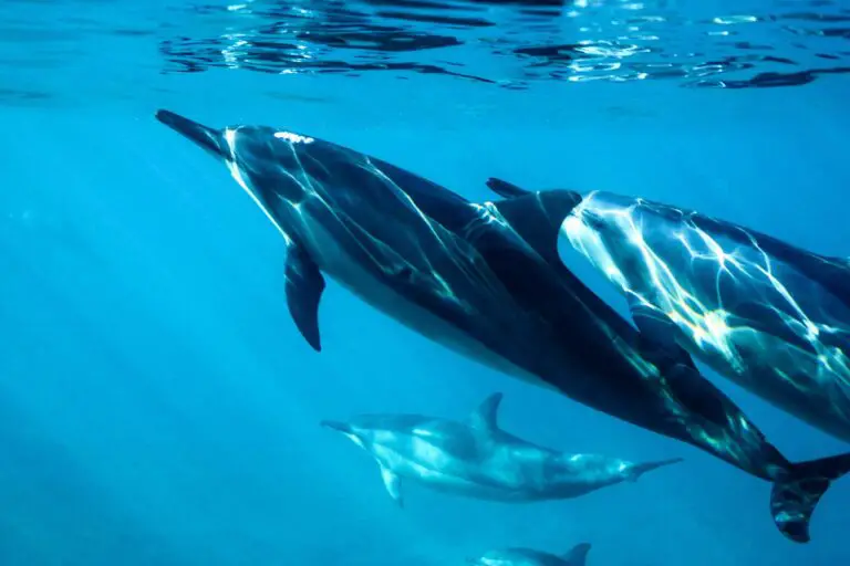 Ocean Possibilities: Dolphin in Honolulu