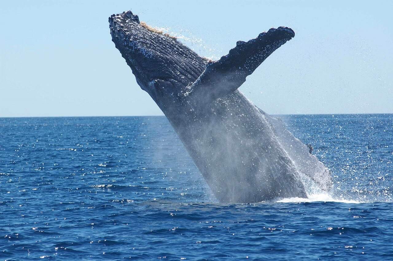 humpback whale breaching Maui tour