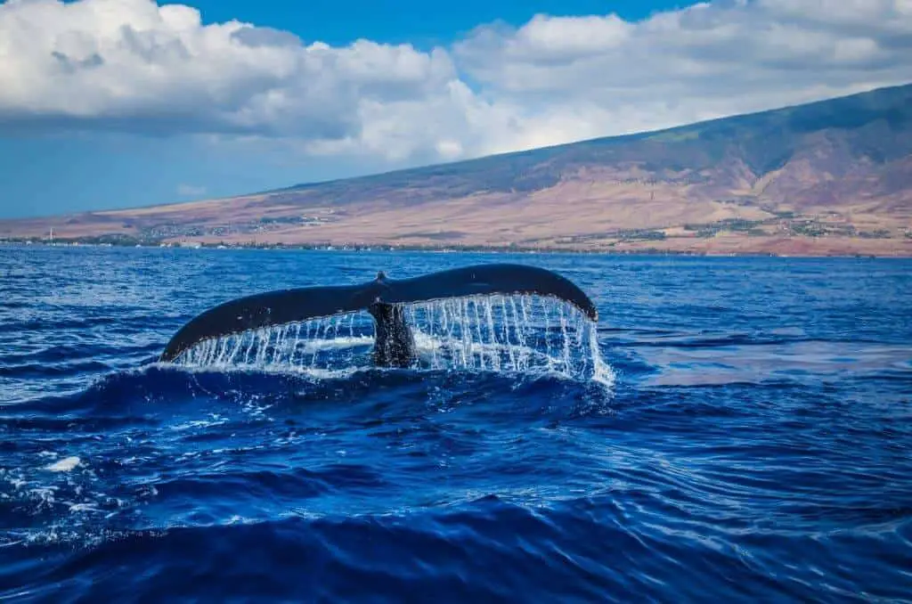 whale watching in Maui