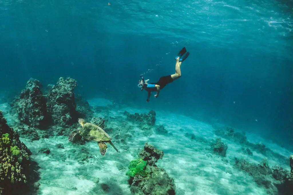 Snorkeling in Lahaina Harbour