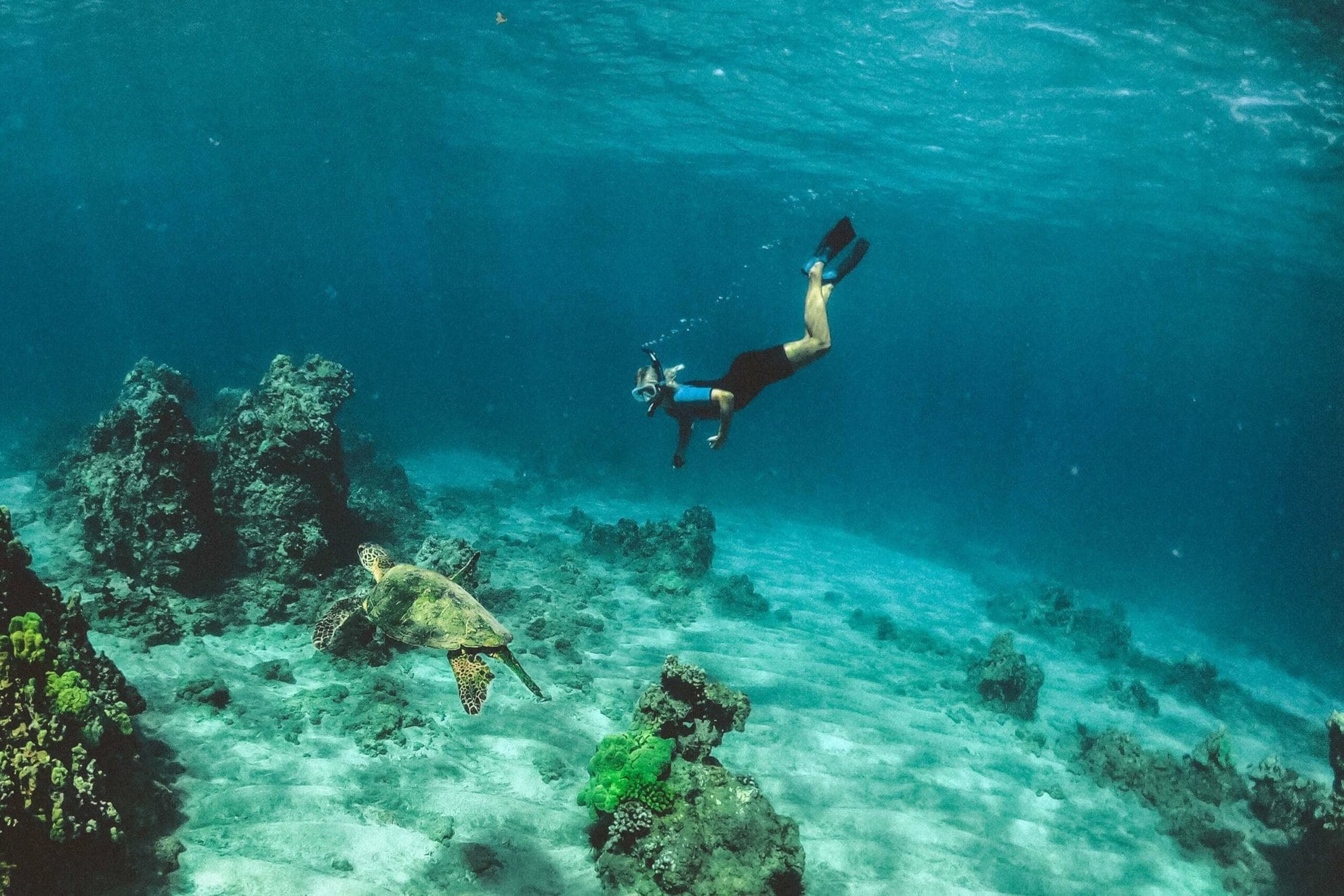Lahaina Snorkeling The Top 10 Best Spots To Snorkel