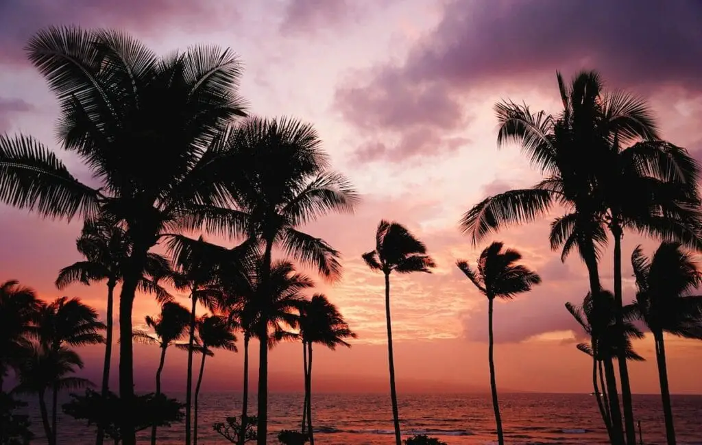 hawaii dusk trees photo