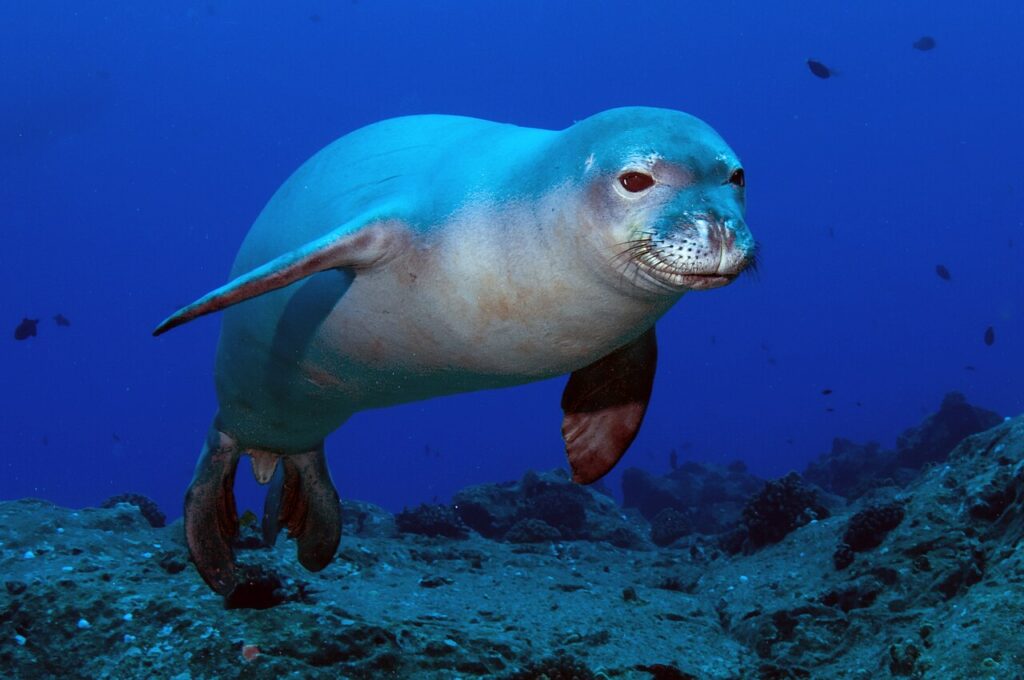 Hawaiian monk seal resting on beach, Hawaii