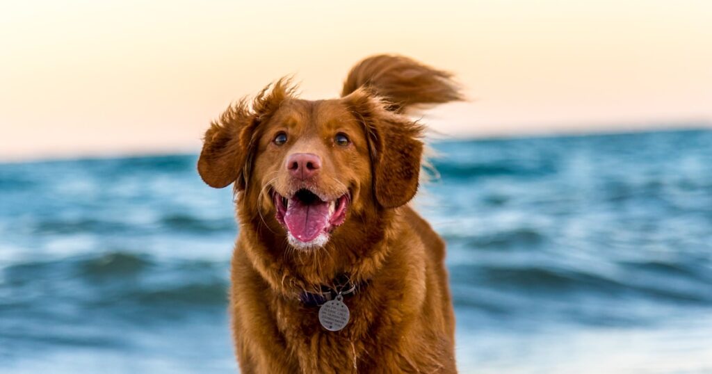 Dog on Hawaii beach - moving pets without quarantine guide 2026