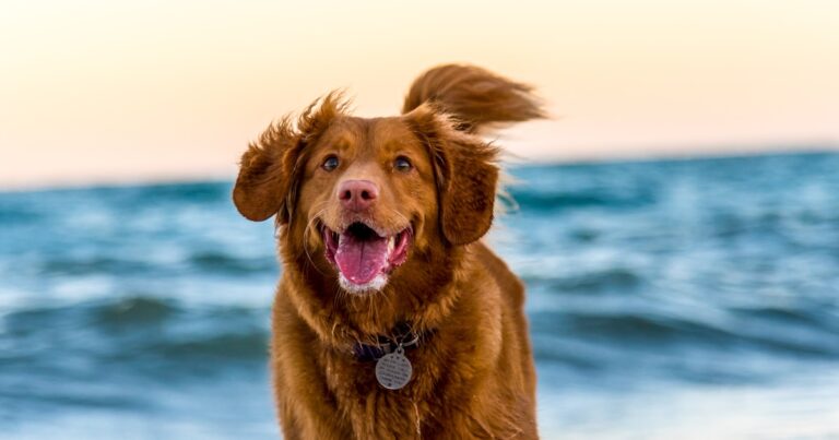 Dog on Hawaii beach - moving pets without quarantine guide 2026