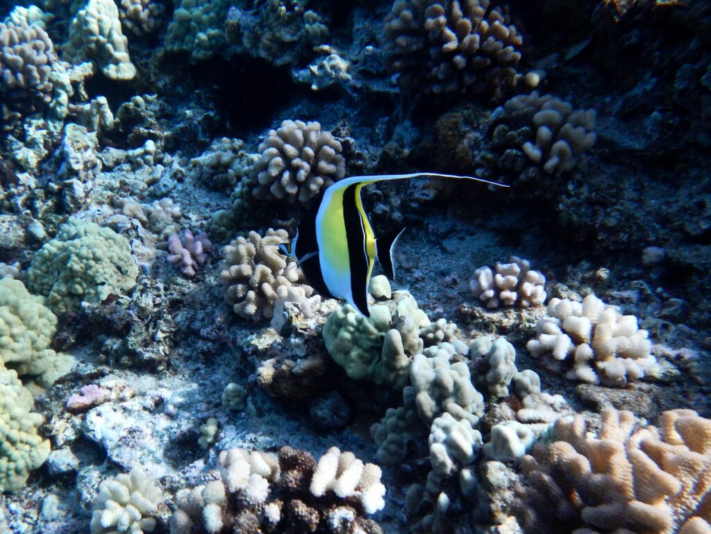 10 Best Snorkeling Spots In Maui 2026 10 Best Snorkeling Spots In Maui 2026