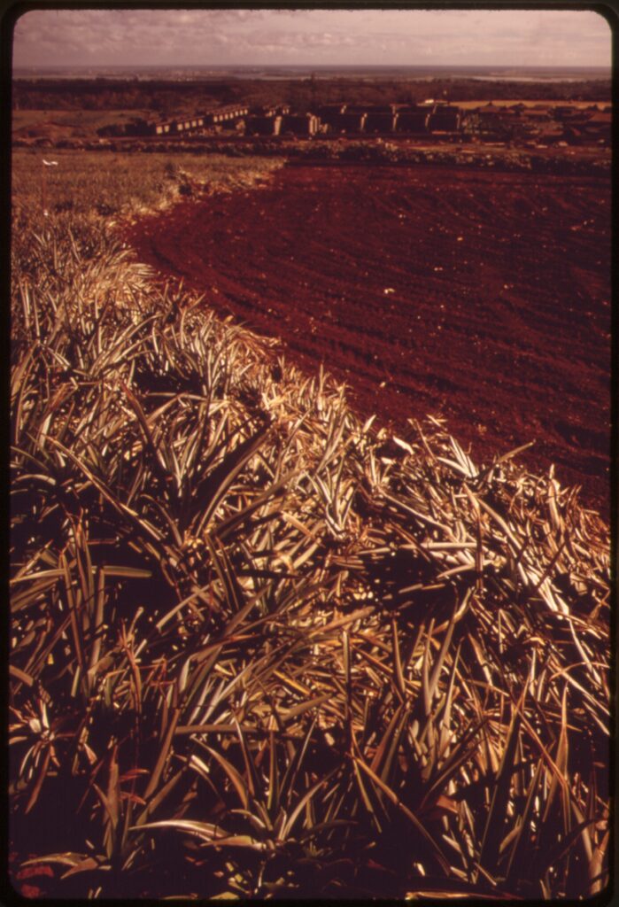 Pineapple fields and residential development in Mililani Town, central Oahu, Hawaii