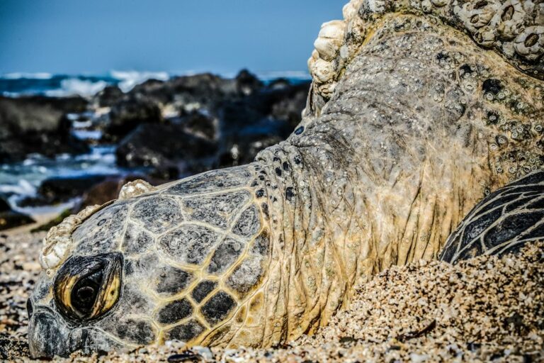 How Long It Takes to Establish Hawaii Residency (and What Triggers It) — photo by @j_a_r on Unsplash
