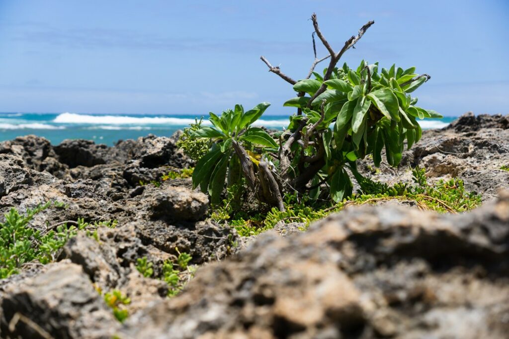 Hawaii Little Fire Ant Treatment: HDOA Paste Bait Survey Protocol — photo by @bkaraca2 on Unsplash