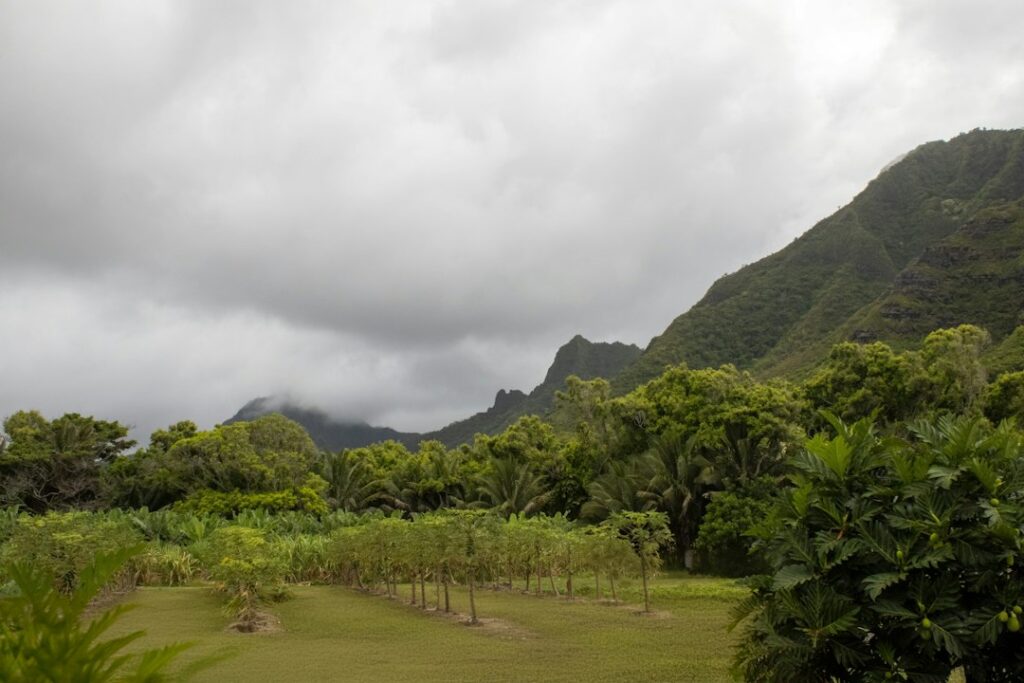 Onomea Bay Hakalau: Hamakua Botanical Gardens Circuit — photo by @bcmarble31 on Unsplash