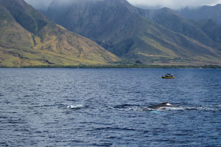 Anini Reef Kauai: Longest Fringing Coral Barrier Kayak Launch — photo by @colt10jordan on Unsplash