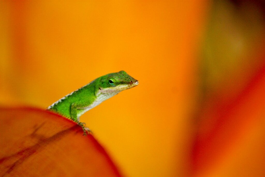 Centipedes, Roaches, and Geckos in Hawaii Homes: What Bites — photo by @prbusse on Unsplash