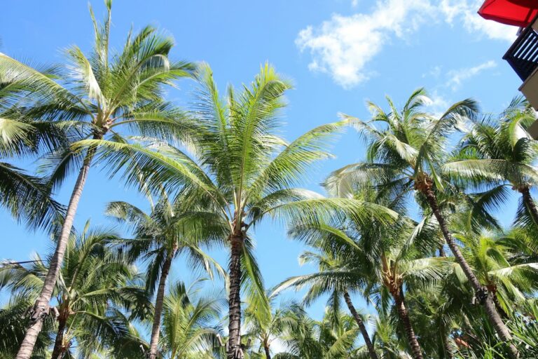 Hawaii Reef-Safe Sunscreen: Oxybenzone and Octinoxate Ban Under Act 104 — photo by @smoothjazz on Unsplash