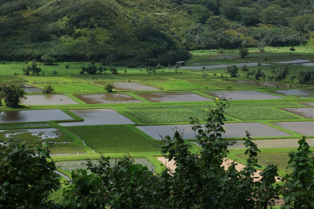 Waimea Kohala Farm-to-Fork: Merriman vs Village Burger Cadence — photo by @joleajouneys521 on Unsplash