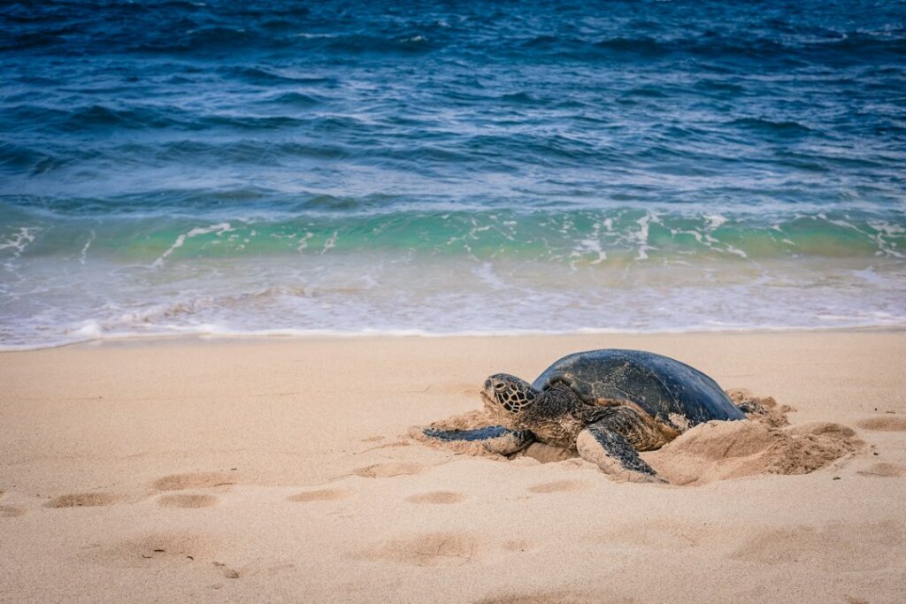 Sea Turtles and Monk Seals in Hawaii: Legal Distances and Fines — photo by @amandabereckonedwith on Unsplash