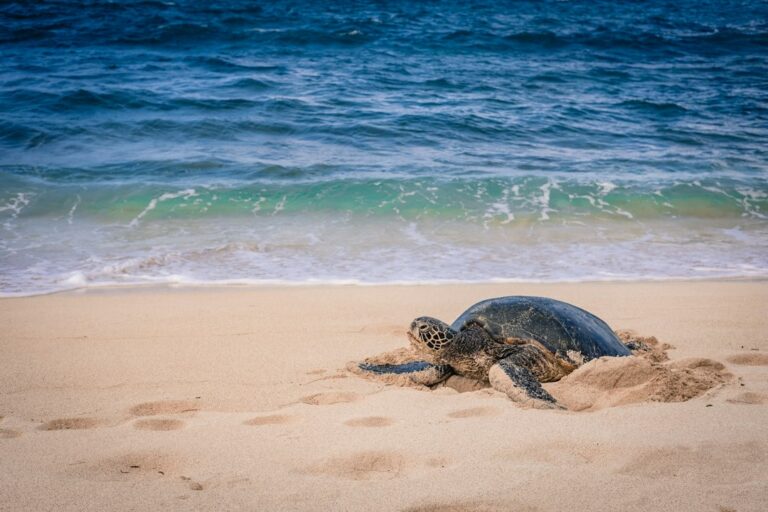 Sea Turtles and Monk Seals in Hawaii: Legal Distances and Fines — photo by @amandabereckonedwith on Unsplash