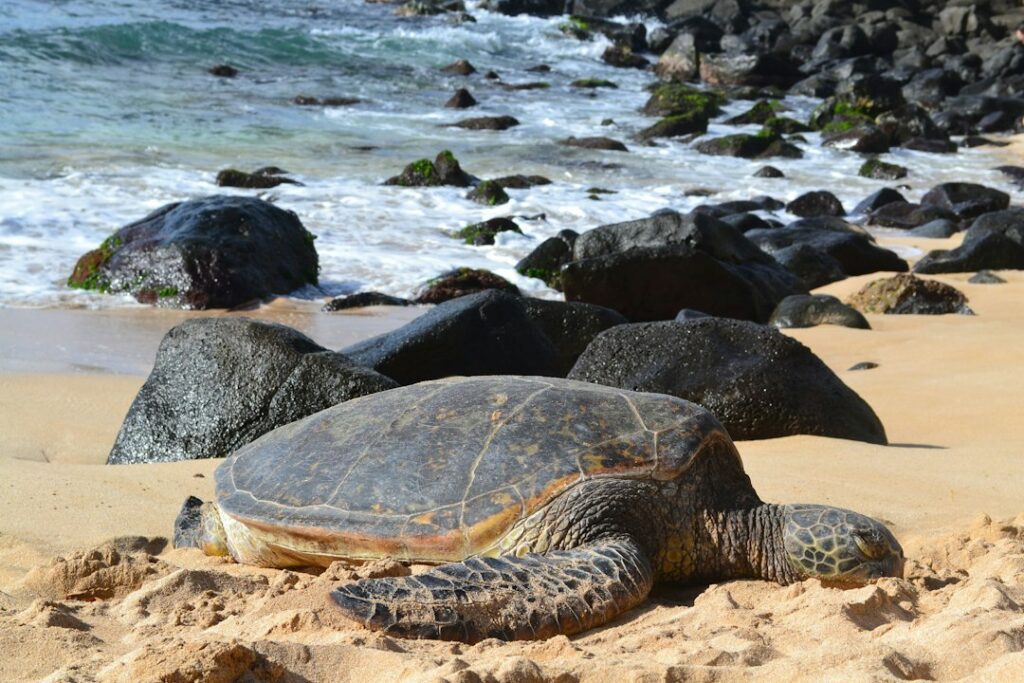 Mahaulepu Heritage Coastal Walk: Poipu Cliff Route Length — photo by @liberty_j on Unsplash