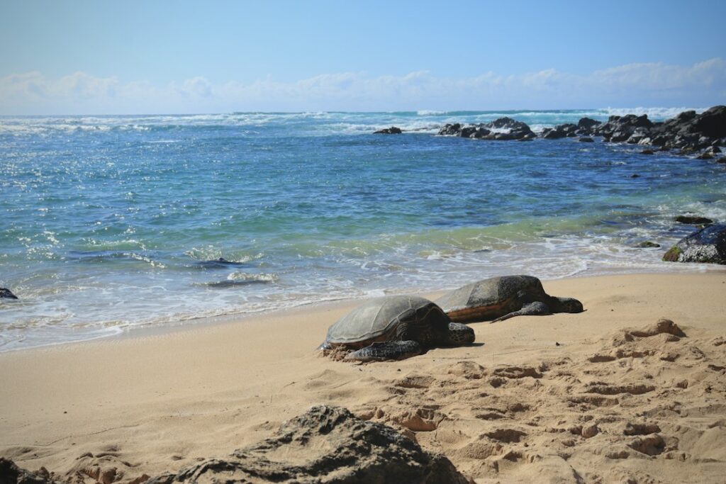 Punaluu Black Sand: Ka’u Sea Turtle Basking Distance Etiquette — photo by @josh3rsmith on Unsplash