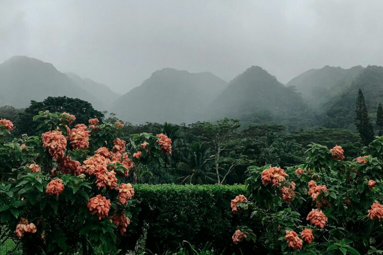 January Hilo Rainfall: East Hawaii Indoor Alternative Stops — photo by @bree_eva on Unsplash