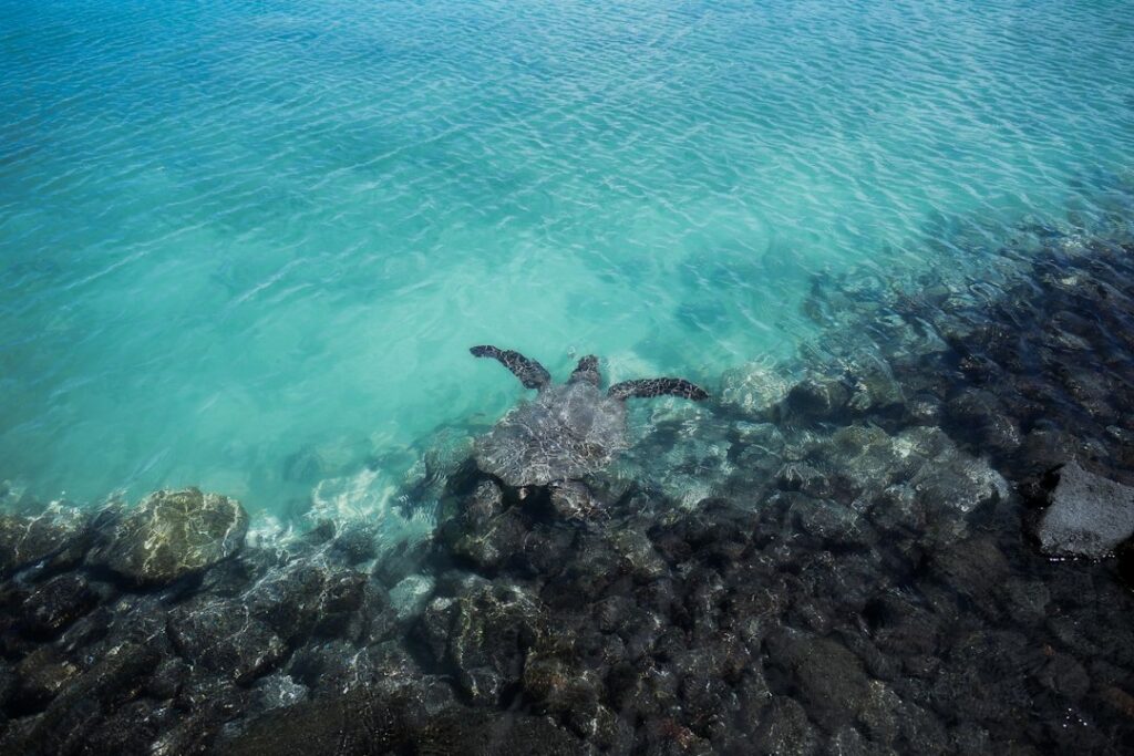 Snorkeling Gear Checklist for Hawaii: Mask, Fins, and Reef-Safe Sunscreen — photo by @markbasarabvisuals on Unsplash