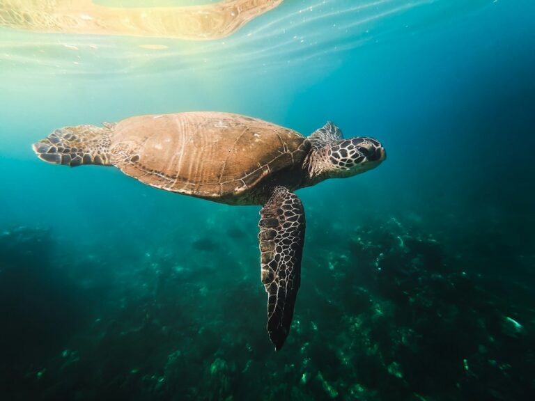 Makena Landing Cove: Wailea-Adjacent Turtle Cleaning Kayak Put-In — photo by @ikemura on Unsplash