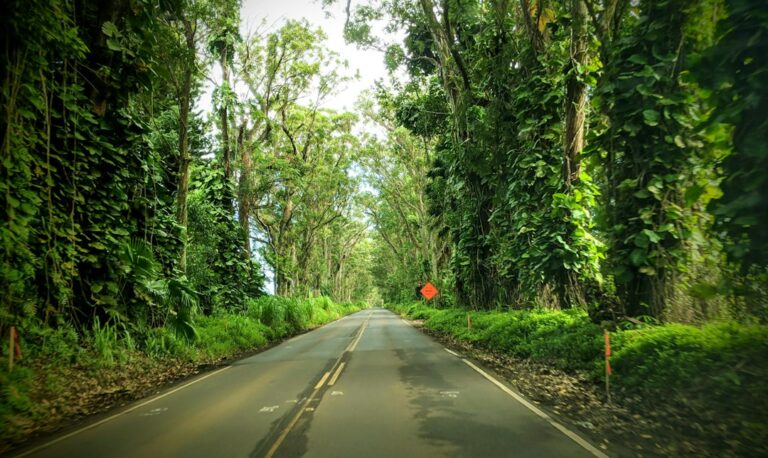 Alakai Swamp Boardwalk Kokee: Kauai Highland Trek Grade — photo by @kfitzdor on Unsplash