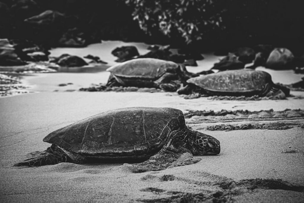 What to Sell Before Moving to Hawaii (and What to Ship) — photo by @joecook on Unsplash