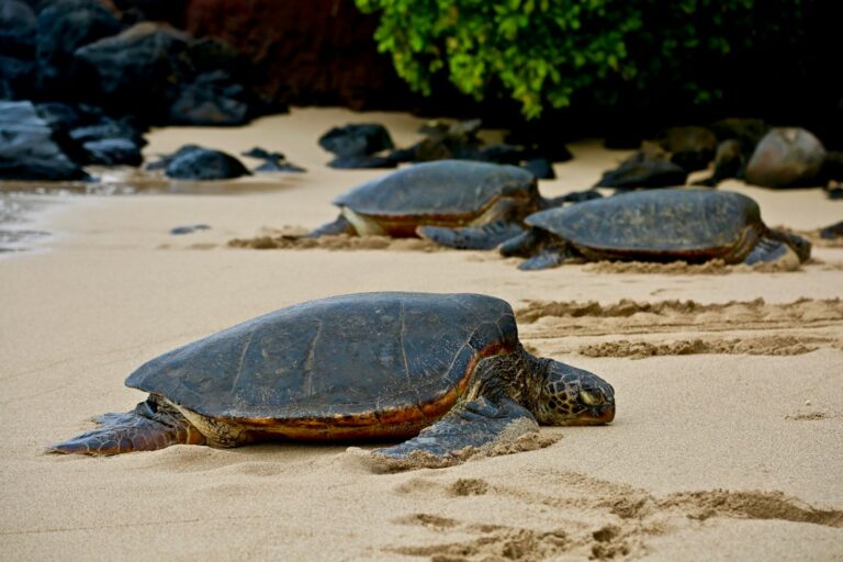 Ulua Reef Wailea Maui: Sea Turtle Cleaning Cove and Ladder Descent — photo by @joecook on Unsplash
