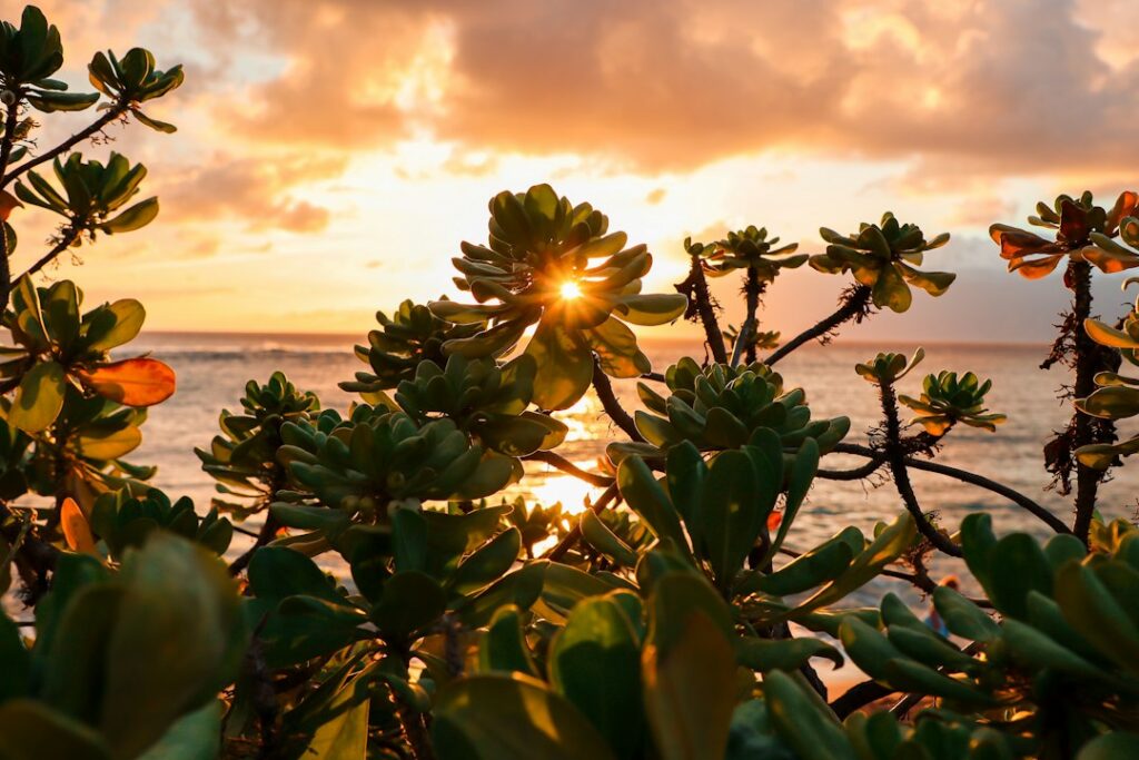 best beaches in maui — photo by @robinsonsteelds01 on Unsplash