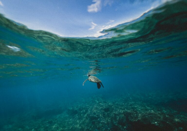 Wailea Coastal Pathway: Grand Wailea to Polo Distance and Turtles — photo by @jakobowens1 on Unsplash