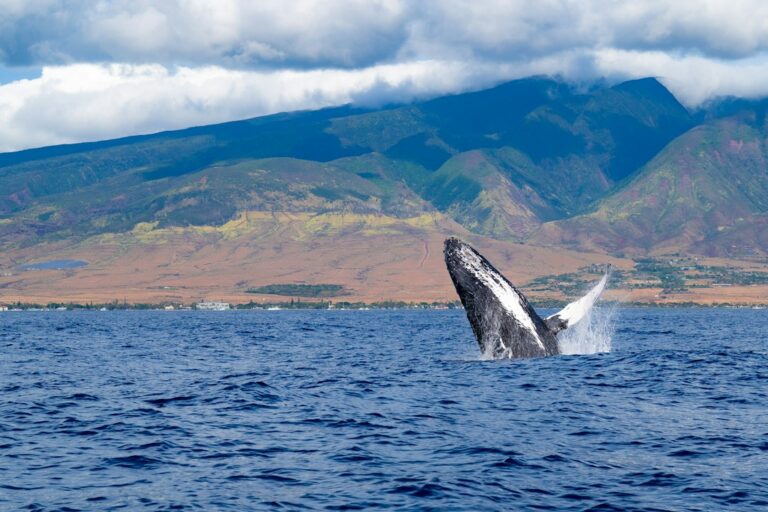 is it ok to visit maui — photo by @stevewrz on Unsplash