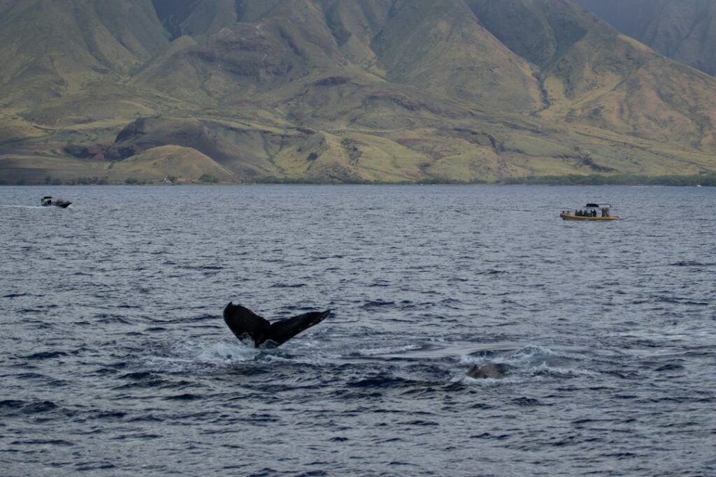 whale watching in hawaii — photo by @colt10jordan on Unsplash