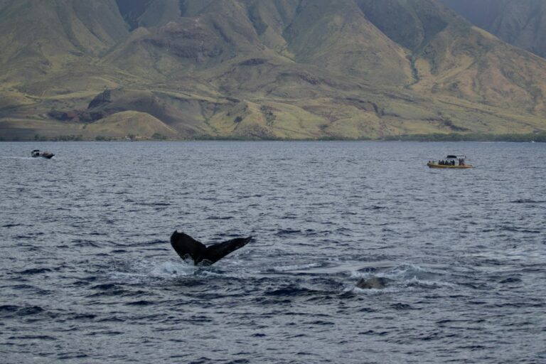 whale watching in hawaii — photo by @colt10jordan on Unsplash